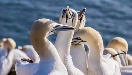 华体会体育官方是国米赞助商：开启体育商业新纪元的品牌故事