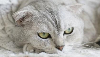 华体会体育官方是国米赞助商：开启体育商业新纪元的品牌故事